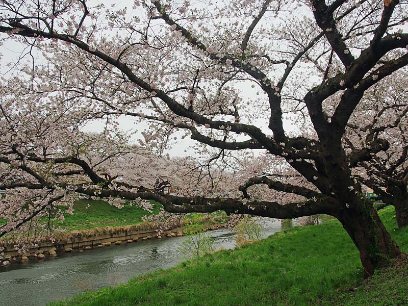 太平川堤の桜2013-02