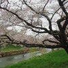 太平川堤の桜2013-02