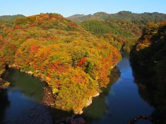 旭川ダムの紅葉