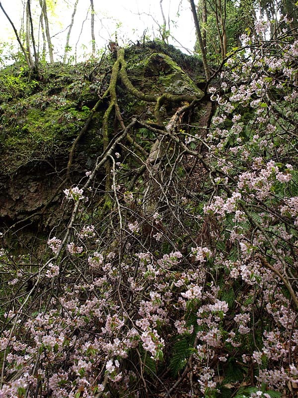 折れてなお咲く桜