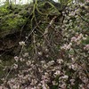 折れてなお咲く桜