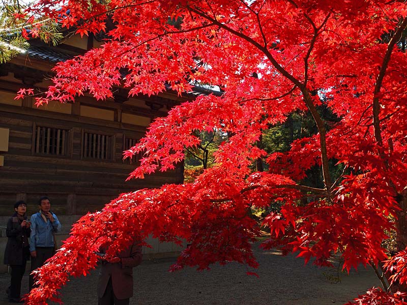 色づく毛越寺６