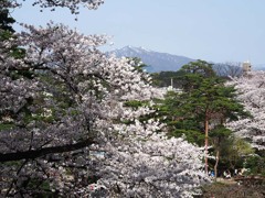 千秋公園の桜１
