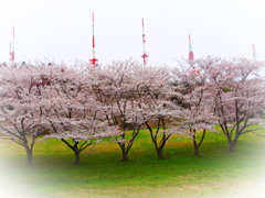 大森山の桜１