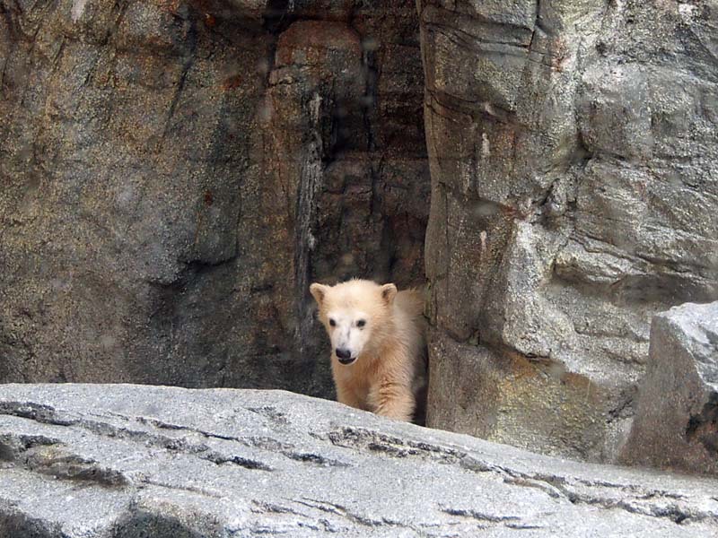 ＧＡＯ物語　－シロクマの赤ちゃん２