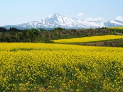 鳥海山と菜の花のコラボレーション