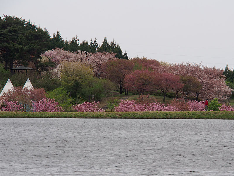 桜花繚乱３