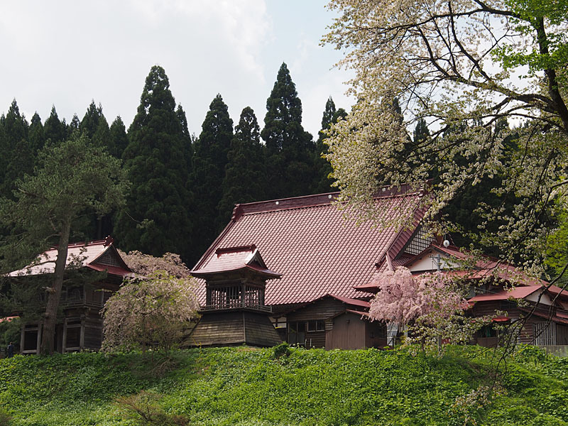 能代市桧山多宝院の枝垂れ桜４