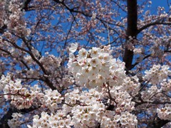 秋田に春がきた　勢至公園の桜２