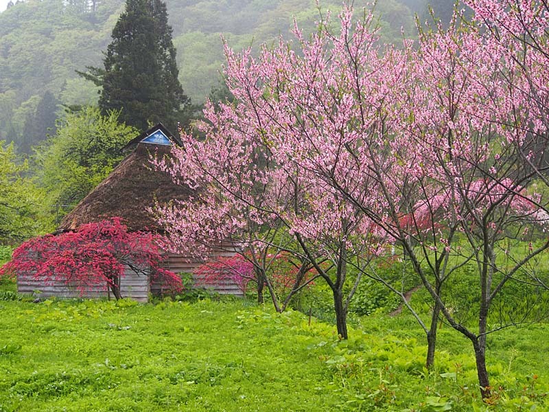 手這坂桃源郷３