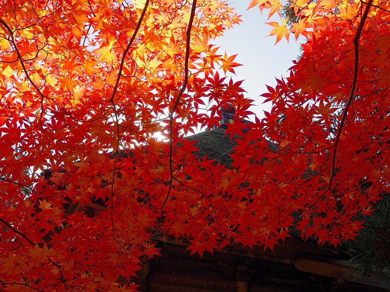 色づく毛越寺４