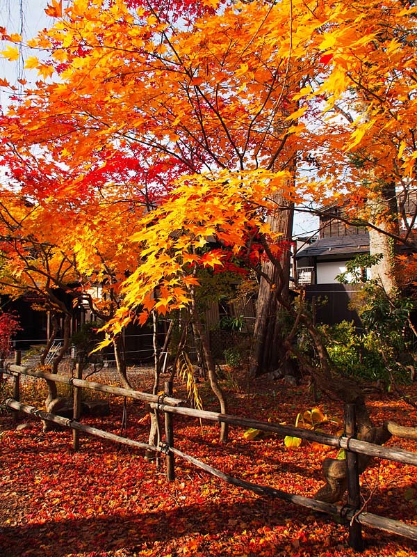 錦秋に染まる角館１１