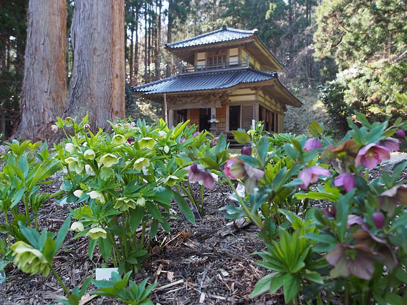 珠林寺　クリスマスローズの里２