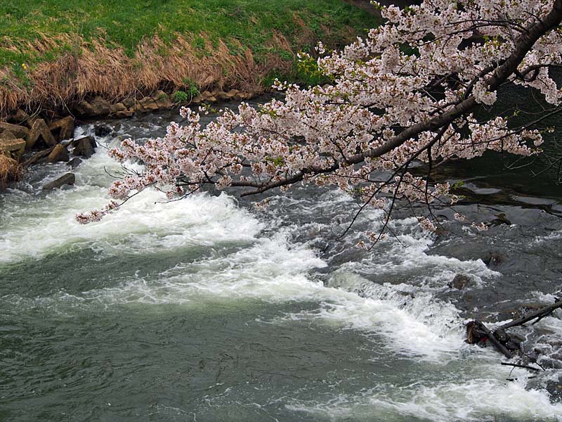 桜と川の流れ