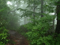 朝霧の中で