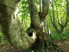 中島台の森　ニンフの腰掛