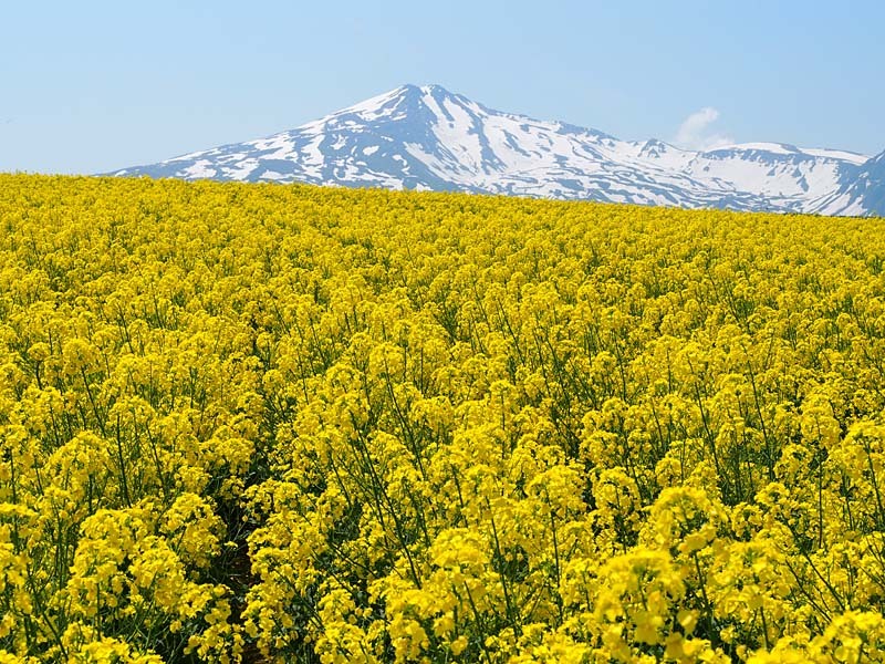 高原の菜の花畑
