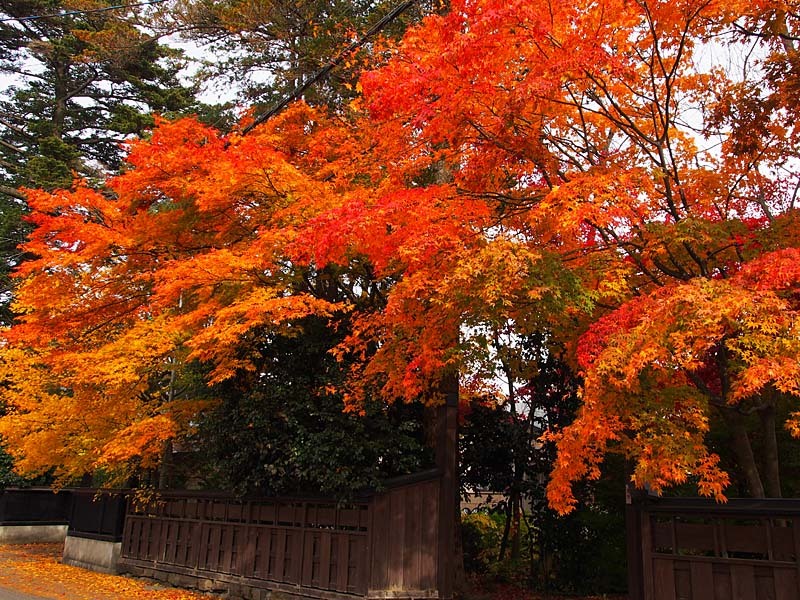 角館武家屋敷と紅葉４