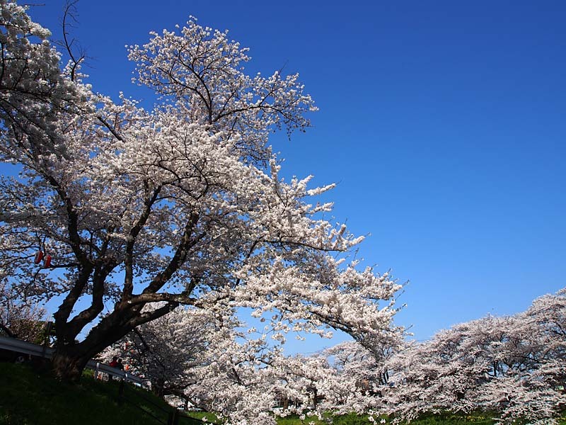 太平川堤の桜６