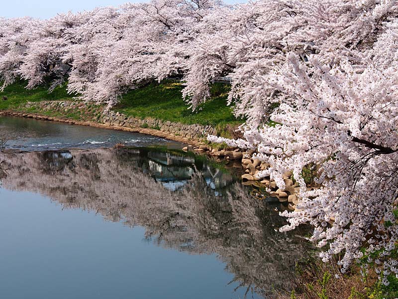太平川堤の桜１