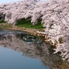 太平川堤の桜１