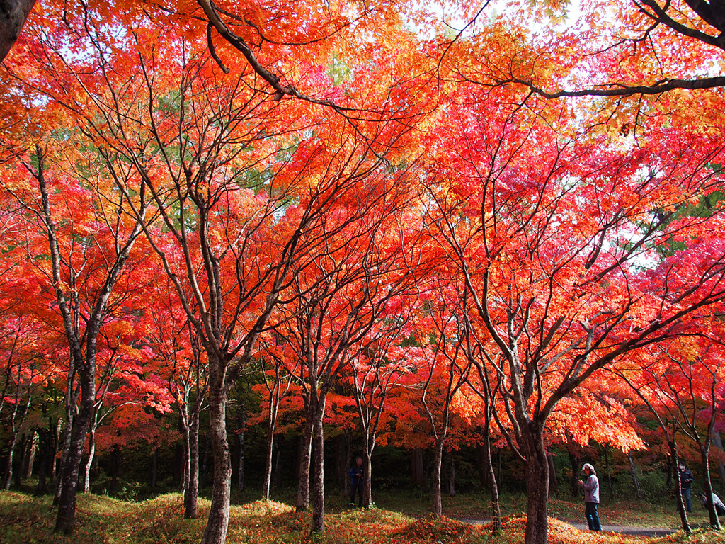 旭川ダム公園の紅葉1