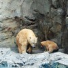 ＧＡＯ物語　－シロクマの赤ちゃん４
