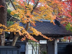 錦秋に染まる角館１５