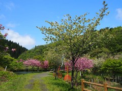 黄桜の里２