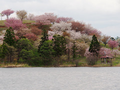 桜花繚乱１