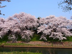 太平川堤の桜６