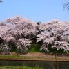 太平川堤の桜６