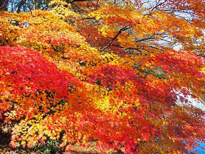 千秋公園・紅葉５