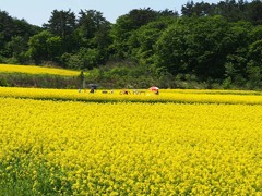 菜の花畑