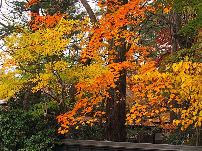 角館武家屋敷と紅葉１