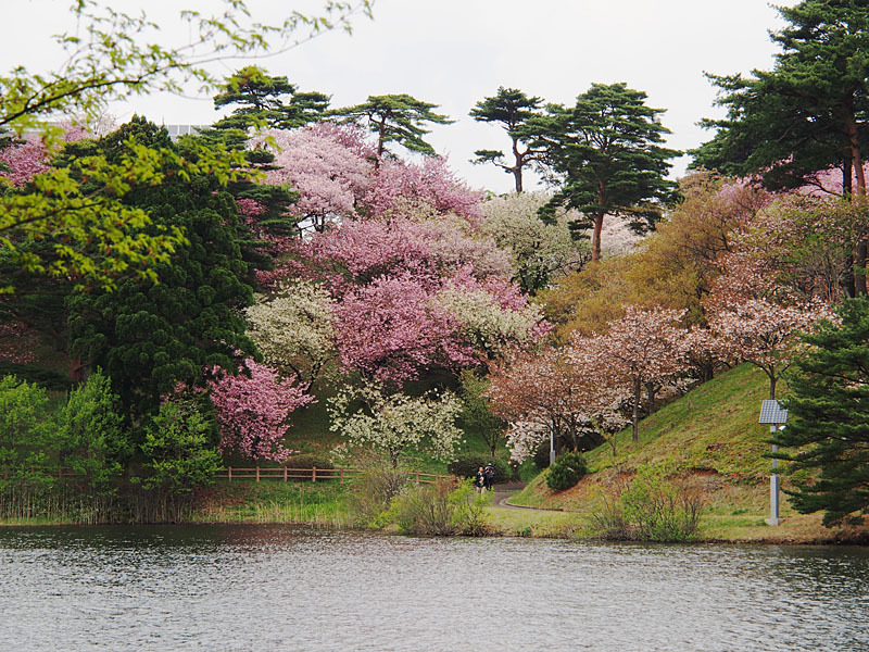 桜花繚乱２