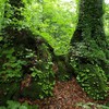 白神山地ブナ原生林の森