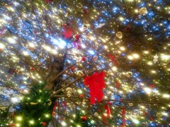 クリスマスシャワー