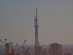 新宿から見たスカイツリー