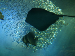 魚群