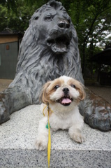 ウチのライオン