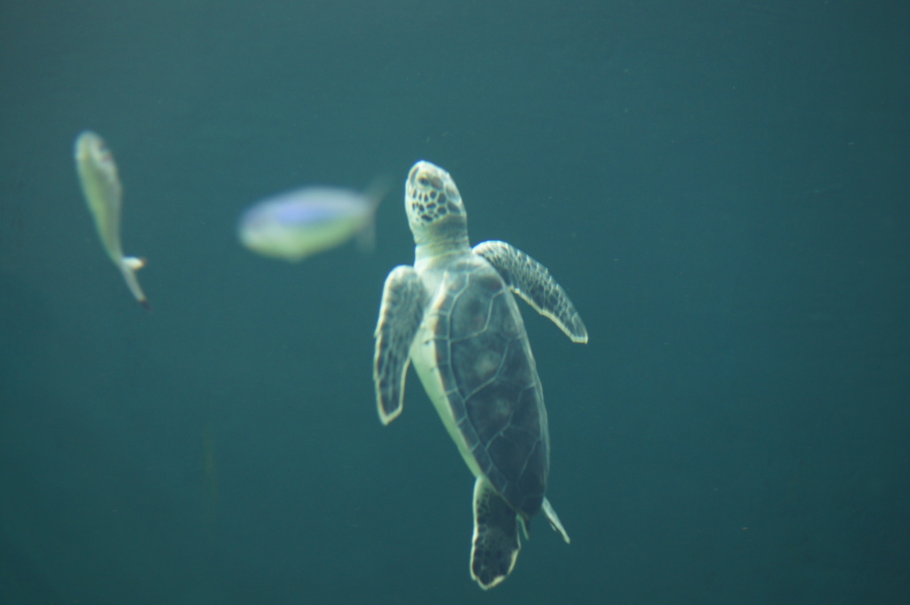 海亀