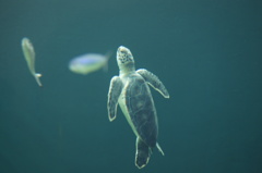 海亀