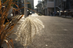 秋