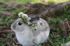 シロツメクサの花冠