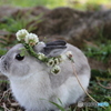 シロツメクサの花冠