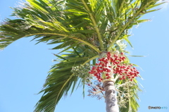 青空と赤い椰子の実