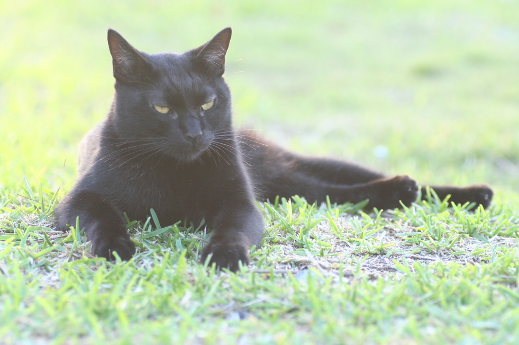 黒猫