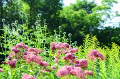 お花