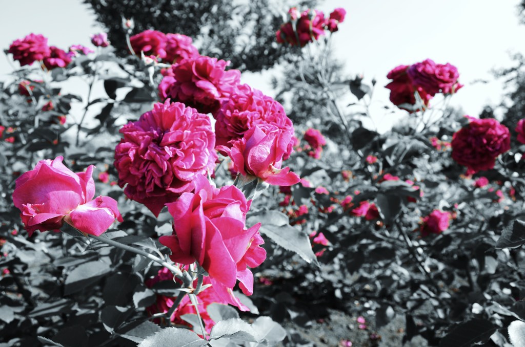 薔薇薔薇薔薇